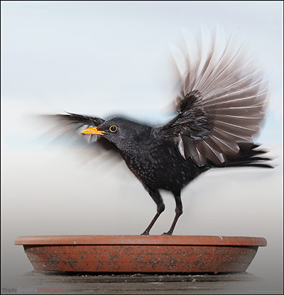 JIGSAW - A Blackbird Takes Flight JIGSAW - Blackbird